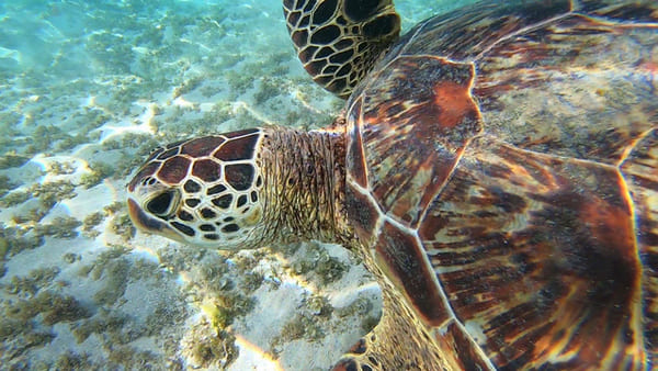 Hawaiian-green-sea-turtle