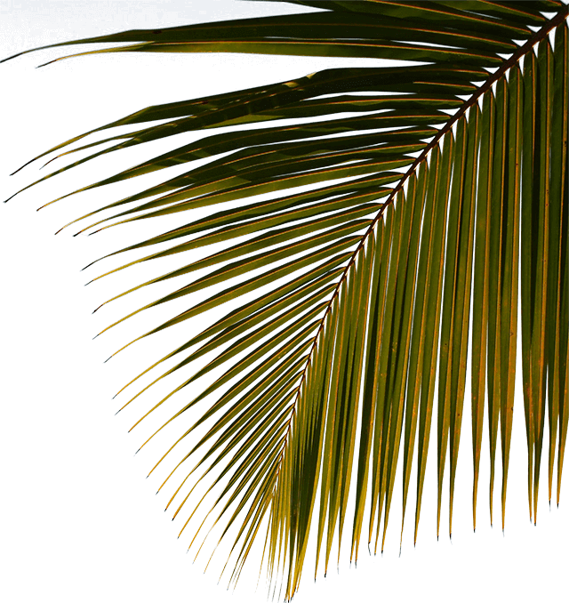 coconut palm leaf